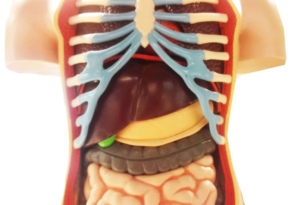 Liver in body